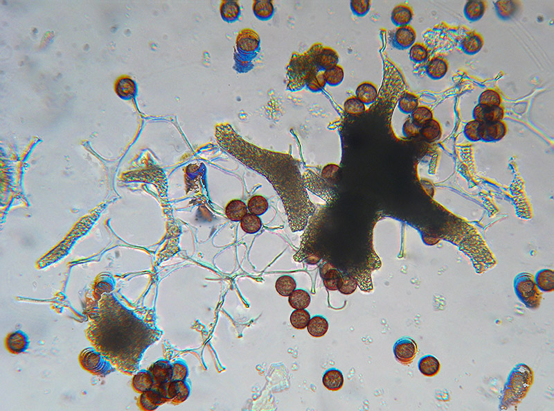 Physarum conglomeratum